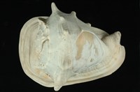 藏品(唐冠螺(雕刻))的圖片